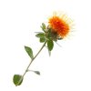 safflower_oil