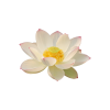 Sacred Lotus Extract (Nelumbo Nucifera)